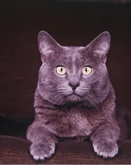 Blues: BLUE RUSSIAN CAT - CLOSE UP FACE