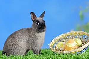 Sable: Blue Sable Marten Dwarf Rabbit (Oryctolagus cuniculus