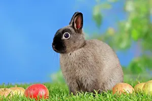 Sable: Blue Sable Marten Dwarf Rabbit (Oryctolagus cuniculus