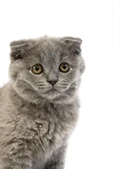 Fold: Blue Scottish Fold Domestic Cat, 2 Months Old Kitten