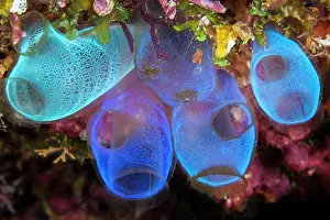 Squirts: Blue Sea Squirt (Rhopalaea crassa), Gangga Island