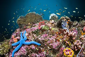 Asteridae: Blue Sea Star (Linckia laevigata) in coral reef