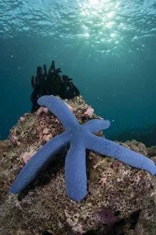 090919: Blue Sea Star - with sun in background - Sponge