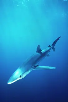 Prionace: Blue Shark