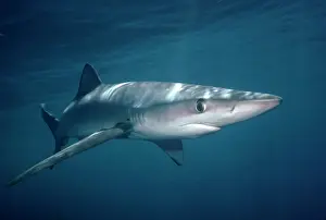 BLUE SHARK