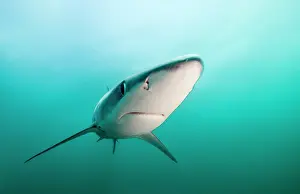 Bait: Blue Shark