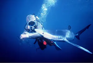 Attacking: Blue Shark - attacking Scuba Diver wearing Chain