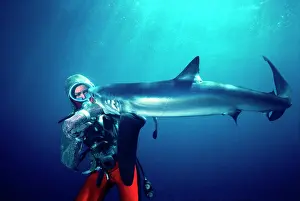 Attacks: Blue SHARK - Biting Valerie Taylor who is testing