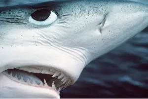 Jaws: BLUE SHARK - close up of head