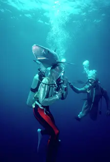 Valerie: Blue shark - With divers - Shark using fins to