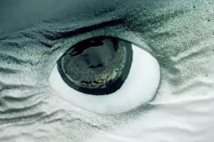 Prionace: Blue Shark Eye - shows ampullae of Lorenzini