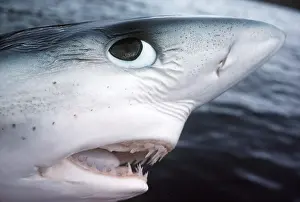 Jaws: Blue SHARK - Head Close-up