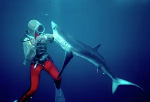 Attacks: Blue SHARK - Valerie Taylor testing Chain Mail