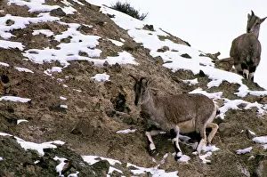 Bharal: Blue Sheep / Bharal