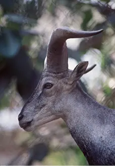 Bharal: BLUE SHEEP / Bharal - close-up of head
