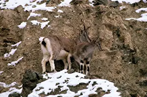 Bharal: Blue Sheep / Bharal - female and young