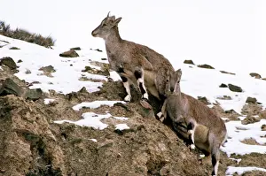 Bharal: Blue Sheep / Bharal - females