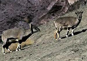 Bharal: Blue Sheep / Bharal - male approaches female in