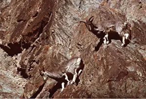 Joanna Van Gruisen: BLUE SHEEP / Bharal - on steep rocks
