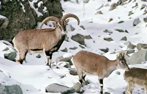 Bharal: Blue SHEEP / Bharal - wild male and female