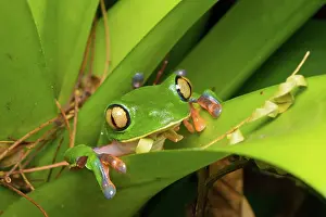 Jose: Blue-sided Tree Frog