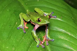 Jose: Blue-sided Tree Frog