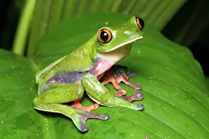 Jose: Blue-sided Tree Frog