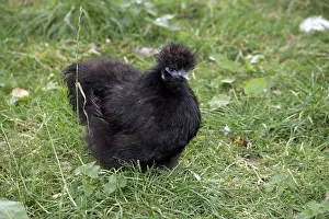 Blacks: Blue Silkie hen Warwickshire