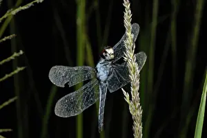 Orthetrum: Blue Skimmer Dragonfly