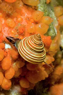 Seashells: Blue top snail Calliostoma ligatum Alaska Unites States Nort