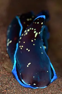 Showy: Blue Snowy Headshield Slug