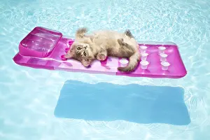 121218: Blue Somali kitten lying on lilo in swimming pool
