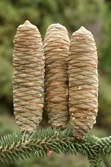 Abies: Blue spanish fir (Abies pinsapo Glauca')