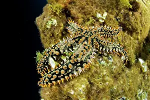 Azores: Blue Spiny Starfish, Coscinasterias tenuispina