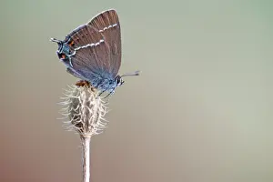 Alpujarras: Blue-spot Hairstreak