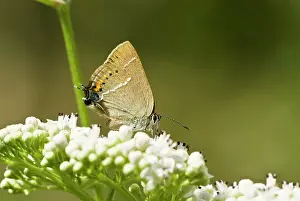 Hairstreak: Blue spot hairstreak - Resting on umbellifer