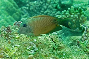 Surgeonfish: Blue-spotted bristletooth / Striped-fin surgeonfish
