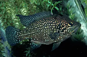 Cichlids: Blue Spotted Cichlid