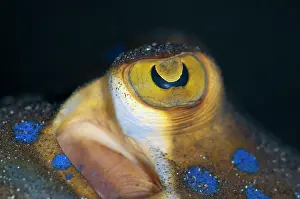 Fantail: Blue-spotted Fantail Ray