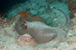 Sting: Blue-spotted Fantail Ray