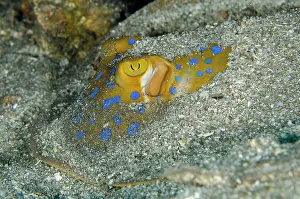 Fantail: Blue-spotted Fantail Ray