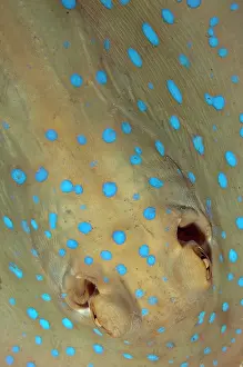 Mabul: Blue-spotted Fantail Ray