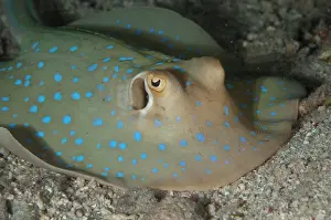 Mabul: Blue-spotted Fantail Ray