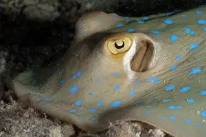 Mabul: Blue-spotted Fantail Ray
