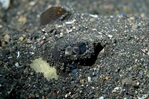 Fantail: Blue-spotted Fantail Ray buried in black sand