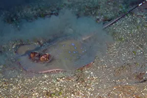 Ghost: Blue-spotted Fantail Ray stirring up sand - Ghost