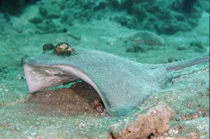 Taking: Blue-spotted Fantail Ray taking off