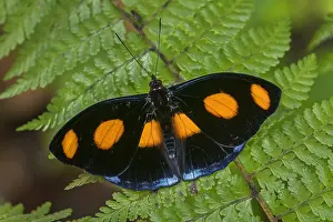 Risaralda: Blue-spotted Firewing butterfly (Catonephele numilia)