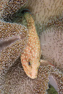 Cephalopholis: Blue-spotted Grouper (Cephalopholis cyanostigma)