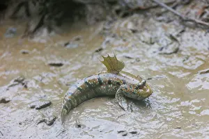 Eyed: Blue-spotted Mudskipper or Boddart's goggle-eyed goby